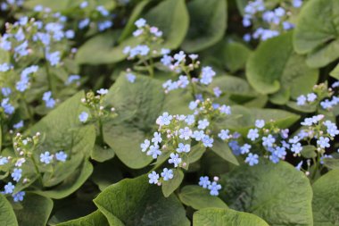 mavi çiçekler unut-me-yaz / çiçek fotoğrafları unut-me-nots. çiçeklenmeler küçük mavidir.doğada yazın güzel bitkiler.yapraklar büyük, yeşil.