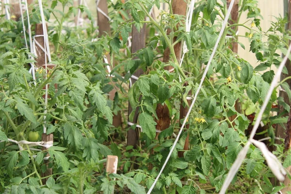 sera / fotoğraf domates dalları üzerinde yeşil domates. domates bitkilerin dallarında yetişir. yeşil sebze, olgun değil.serada büyüyen.sebze hasadı.zaman yıl yaz.