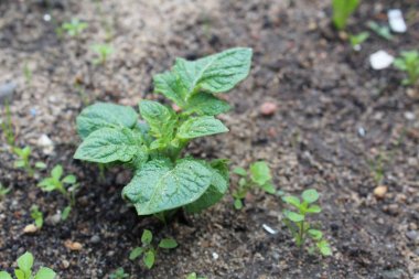 yaz aylarında toprakta taze patates filizi / patates filizi fotoğraf. yeşil yaprakları ile bitki. Bahçede sebze ekiyoruz.yetiştirme mevsimi yaz.