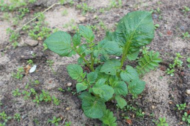 yaz aylarında toprakta taze patates filizi / patates filizi fotoğraf. yeşil yaprakları ile bitki. Bahçede sebze ekiyoruz.yetiştirme mevsimi yaz.