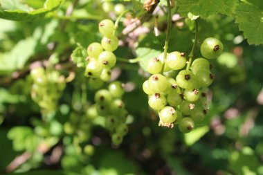 yaz aylarında bir Bush bir dalı üzerinde yeşil frenk üzümü / fotoğraf kuş üzümü. Dut olgunlaşmamış, yeşil. bir dal üzerinde birkaç meyve. kuş üzümü çalılar bahçede büyür.yaz sezonu.