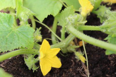 yaz aylarında toprakta salatalık uzun sap / salatalık sapı fotoğraf. bitki uzun ve yeşil.kırbaç yaprakları ve çiçekleri.salatalığın sarı çiçekleri.yazın toprakta yetişir..