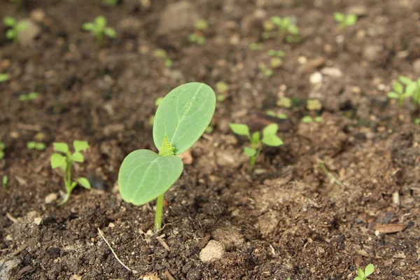 cucumber sprouts in the soil in the summer / photo cucumber sprout. the plant is small,green.grows in soil in summer.