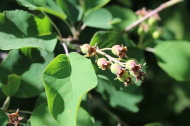 yaz / oyunun fotoğrafları dallarında amelanchier yeşil meyveleri. Meyveler yeşil, olgunlaşmamış. çilek bir Bush.harvest dallarında büyümek yaz aylarında harika.