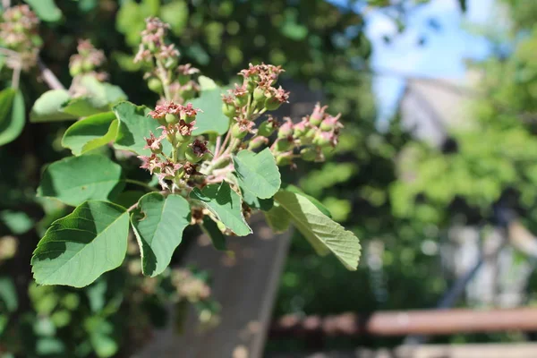 Groene Bessen Van Amelanchier Takken Zomer Foto Van Het Spel — Stockfoto