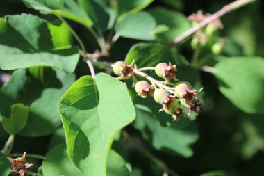 yaz / oyunun fotoğrafları dallarında amelanchier yeşil meyveleri. Meyveler yeşil, olgunlaşmamış. çilek bir Bush.harvest dallarında büyümek yaz aylarında harika.