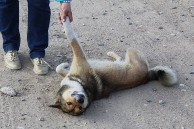 ev yapımı köpek okşadı, pençe / köpek fotoğraf verir. Bir adamın ayaklarının dibinde bir evcil hayvan. pençe adam verir.o mutlu, okşadı . dindar görünüyor. Köpek insanın en iyi arkadaşıdır. pahalı kuru kum ve çakıl.kırsal da yol.zaman yıl yaz.günün saati
