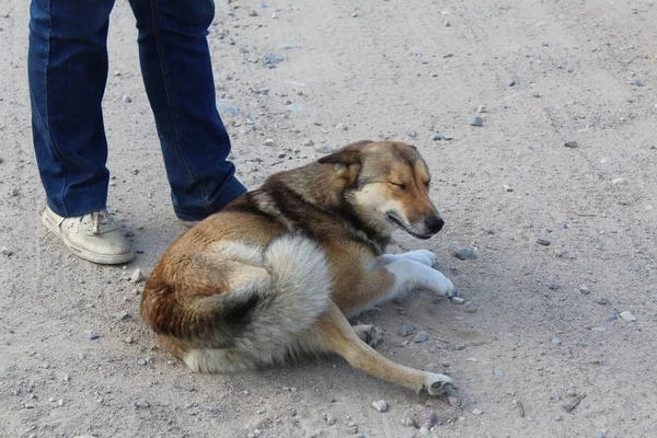 Huisdier Hond Strelen Voeten Hond Foto Een Huisdier Aan Voeten — Stockfoto