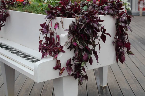 Klavier Als Dekoration Mit Blumen Foto Des Weißen Klaviers Die — Stockfoto