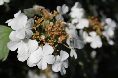 ilkbaharda viburnum çiçekleri, çiçekli Çalılar / viburnum çiçek fotoğrafı.yaprakları beyaz ve düşmeye başlar.çeşitli renklerde çiçeklenme.ağaç yeşil yaprakları.onlar çalılar üzerinde. mevsimlik bitki.bahar zamanı.gar büyüyen