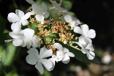 ilkbaharda viburnum çiçekleri, çiçekli Çalılar / viburnum çiçek fotoğrafı.yaprakları beyaz ve düşmeye başlar.çeşitli renklerde çiçeklenme.ağaç yeşil yaprakları.onlar çalılar üzerinde. mevsimlik bitki.bahar zamanı.gar büyüyen