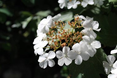 ilkbaharda viburnum çiçekleri, çiçekli Çalılar / viburnum çiçek fotoğrafı.yaprakları beyaz ve düşmeye başlar.çeşitli renklerde çiçeklenme.ağaç yeşil yaprakları.onlar çalılar üzerinde. mevsimlik bitki.bahar zamanı.gar büyüyen