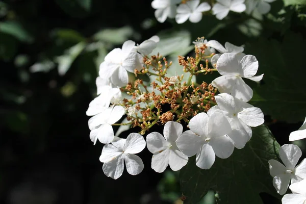 ilkbaharda viburnum çiçekleri, çiçekli Çalılar / viburnum çiçek fotoğrafı.yaprakları beyaz ve düşmeye başlar.çeşitli renklerde çiçeklenme.ağaç yeşil yaprakları.onlar çalılar üzerinde. mevsimlik bitki.bahar zamanı.gar büyüyen