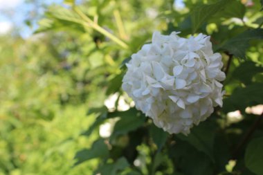 beyaz çiçekler / beyaz çiçeklerin fotoğrafı.çiçeklenmeler yuvarlak,top.yaprakları beyaz,bir çoğu.bahçede büyük bir Çalı yetiştiriyor.yapraklar ve saplar yeşil.bitki uzun boylu ve güzel.sezon ilkbahar,yaz. Kıçgüneşli hava