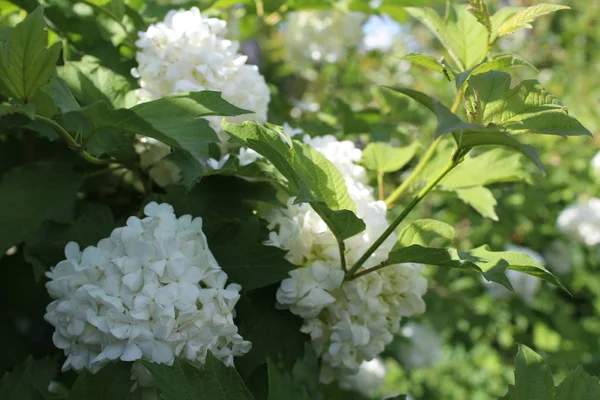 花园里的白花 白花的照片 花环圆 球花瓣是白色的 尾部阳光明媚的天气 — 图库照片