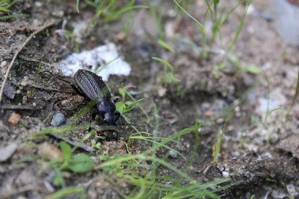 Ein Foto Von Einem Großen Schwarzen Käfer Auf Dem Boden — Stockfoto