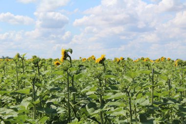 gökyüzüne karşı alanda bir ayçiçeği çiçeği büyük bir Tomurcuk fotoğraf / bir ayçiçeği büyük çiçeklenme. çiçeklenme keşfedilmemiş.büyük yeşil yaprakları çekirdek kapağı. Gökyüzü mavi ve beyaz bulutlar.zaman yıl yaz. Güneşli bir gün.