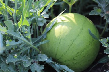 yaz aylarında tarlada fotoğraf karpuz / karpuz tarlada.yuvarlak.yeşil.bitki şeritler.tarla hasat.yaprakları yeşil,kıvırcık.yaz meyveleri sezon.