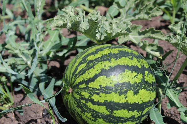 photo watermelon on the field in the summer / watermelon on the field.it\'s round.green.the plant strips.the field harvest.the leaves are green,curly.the season of summer berries.