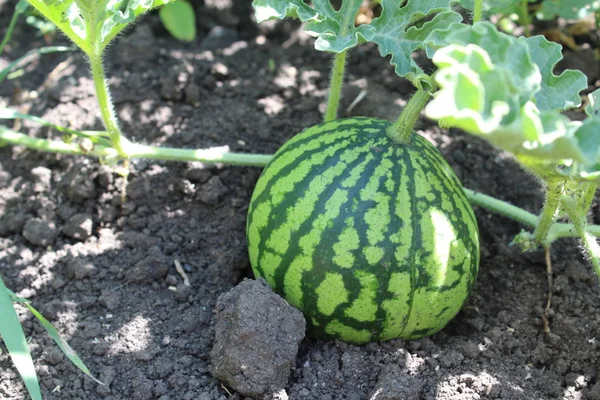 yaz aylarında tarlada fotoğraf karpuz / karpuz tarlada.yuvarlak.yeşil.bitki şeritler.tarla hasat.yaprakları yeşil,kıvırcık.yaz meyveleri sezon.