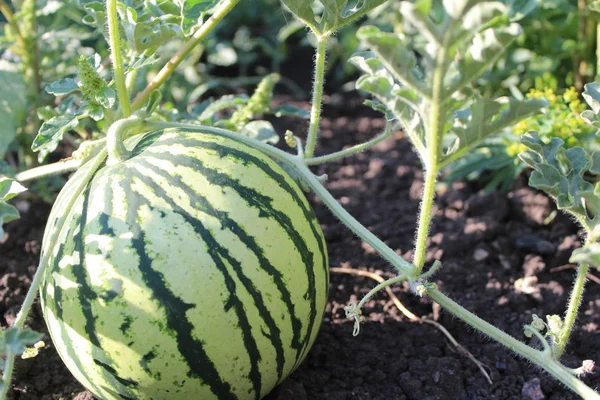 yaz aylarında tarlada fotoğraf karpuz / karpuz tarlada.yuvarlak.yeşil.bitki şeritler.tarla hasat.yaprakları yeşil,kıvırcık.yaz meyveleri sezon.