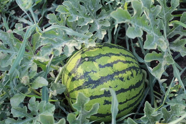 photo watermelon on the field in the summer / watermelon on the field.it\'s round.green.the plant strips.the field harvest.the leaves are green,curly.the season of summer berries.