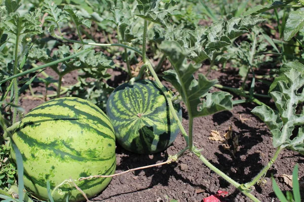 photo watermelon on the field in the summer /two watermelons on the field.they\'re round.green.the plant strips.the field harvest.the leaves are green,curly.the season of summer berries.