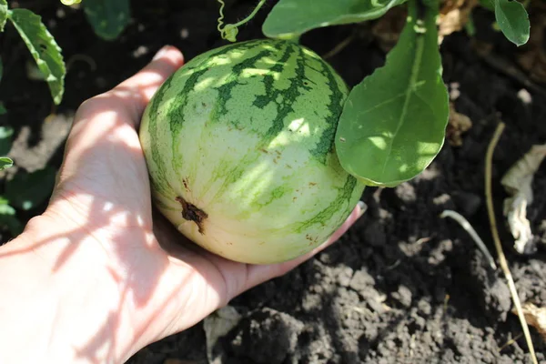 photo watermelon on the field in the summer / watermelon on the field.in the hand ceriticate, the fruit. it\'s round.green.the plant strips.the field harvest.the leaves are green,curly.the season of summer berries.