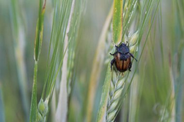 böcek tarlada buğday bir çivi / fotoğraf böceği.böceğin vücudu kahverengi ve siyah.buğday bir spikelet üzerinde oturan.tahıl yiyor.