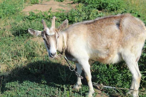 Козлиное Выпас Лугу Летом Фото Рогатый Goat Animal Выпас Лугу — стоковое фото