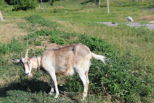 Козлиное Выпас Лугу Летом Фото Рогатый Goat Animal Выпас Лугу — стоковое фото