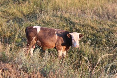 yaz aylarında çayırda otlayan boğa /genç bir boğanın fotoğrafı.çayırda otlayan hayvan.zaman yıl yaz.