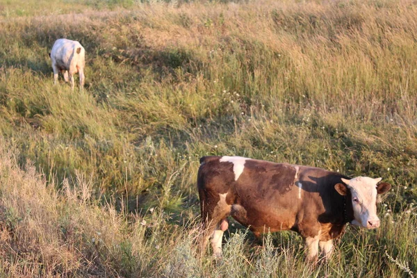 Bulle Auf Der Weide Sommer Foto Eines Jungen Bullen Tier — Stockfoto