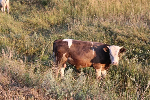 Bulle Auf Der Weide Sommer Foto Eines Jungen Bullen Tier — Stockfoto