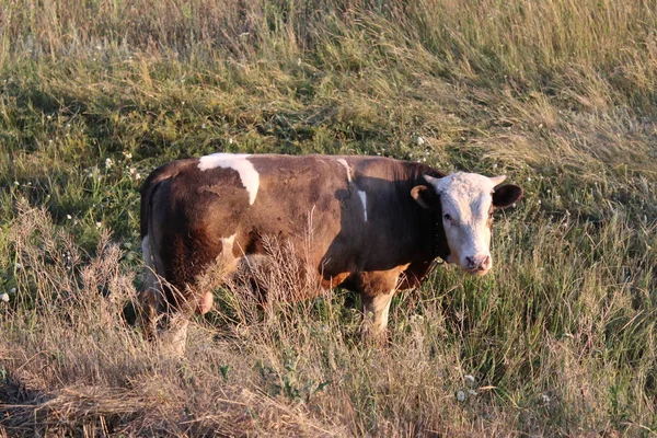 Toro Pastando Prado Verano Foto Joven Bull Animal Pastando Prado — Foto de Stock