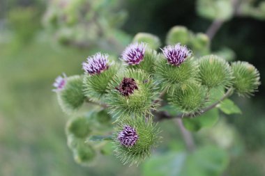 yazın tarlada yabani Thistle çiçeği / fotoğraf süt Thistle.vahşi bir bitki, yazın çiçek açan bir yabani.tarlada büyüyen, çayır. dikenler yakın çekim ile çiçek.