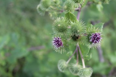 yazın tarlada yabani Thistle çiçeği / fotoğraf süt Thistle.vahşi bir bitki, yazın çiçek açan bir yabani.tarlada büyüyen, çayır. dikenler yakın çekim ile çiçek.