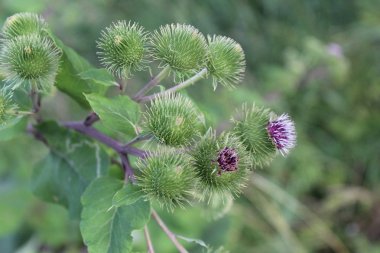 yazın tarlada yabani Thistle çiçeği / fotoğraf süt Thistle.vahşi bir bitki, yazın çiçek açan bir yabani.tarlada büyüyen, çayır. dikenler yakın çekim ile çiçek.