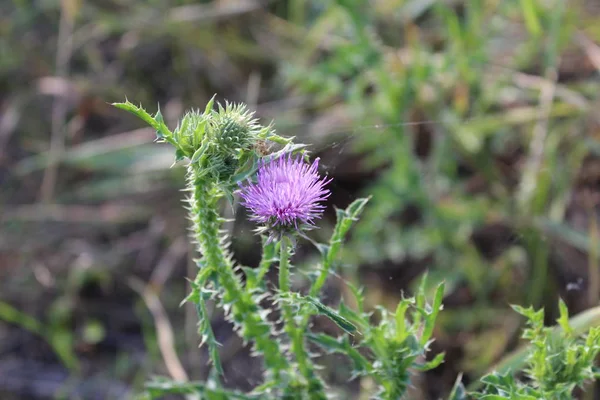 Flor Cardo Silvestre Campo Verano Foto Leche Thistle Planta Silvestre — Foto de Stock