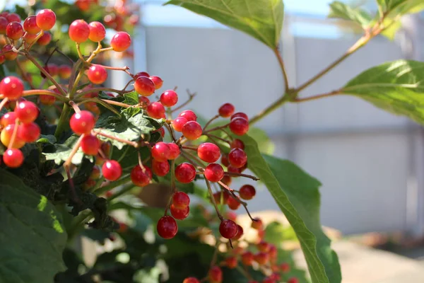 red berries of viburnum on a branch /photo of viburnum.berries ripe red.branch with green leaves.plant close-up.summer season.beautiful background.