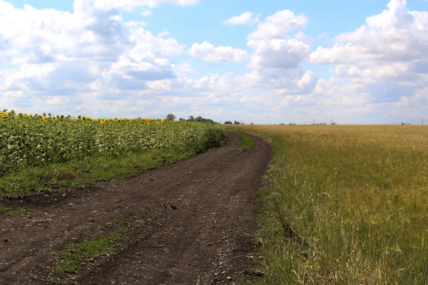 Dirt Road Field Summer Photo Dirt Road Field Blooming Sunflowers — Stock Photo, Image