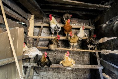 tavuk ve horoz tavuk kümesi tarım/köy Tavuk Coop.in ahır roosts. bir levrek oturan tavuklar ve bir horoz. kuşlar renkli tüyler. yatağa hazır olun. bina eski.