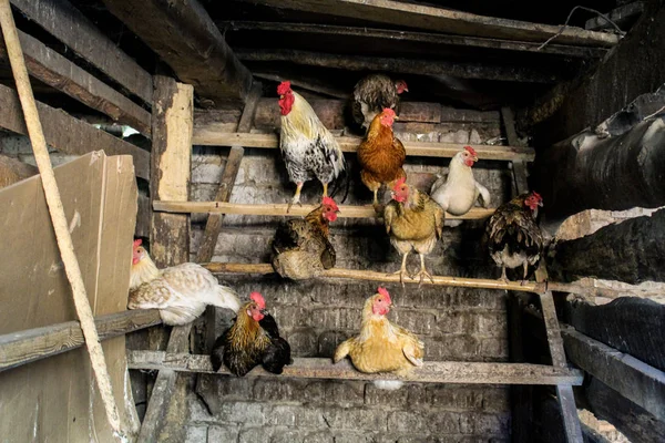 tavuk ve horoz tavuk kümesi tarım/köy Tavuk Coop.in ahır roosts. bir levrek oturan tavuklar ve bir horoz. kuşlar renkli tüyler. yatağa hazır olun. bina eski.