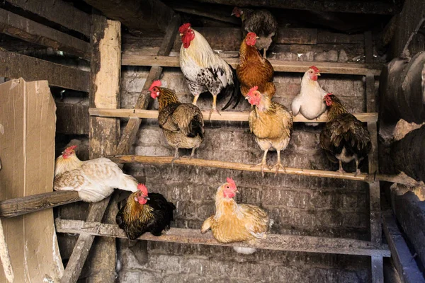 chicken and rooster in the chicken coop agriculture /photo of the village chicken coop.in the barn roosts.on a perch sitting hens and a rooster.birds with colored feathers.get ready for bed.the building is old.