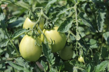 yaz bahçesinde bir şube yeşil domates/fotoğraf domates. sebze yeşil, taze. hasat olgunlaşmamış. bitki dalları ve yaprakları yeşil. hasat sezonu. bahçede yiyecek.