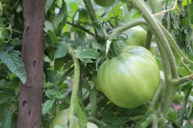 yaz bahçesinde bir şube yeşil domates/fotoğraf domates. sebze yeşil, taze. hasat olgunlaşmamış. bitki dalları ve yaprakları yeşil. hasat sezonu. bahçede yiyecek.