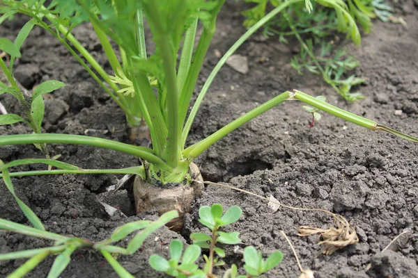 carrots in the garden in the summer / photo carrots in the garden. vegetable with thick,green foliage.soil is dry.the crop grows in the summer.