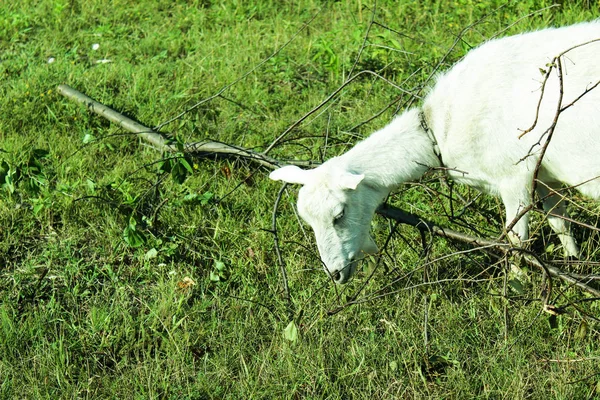 Cabra Pastando Prado Verão Foto Cabras Gado Meadow Animal Come — Fotografia de Stock