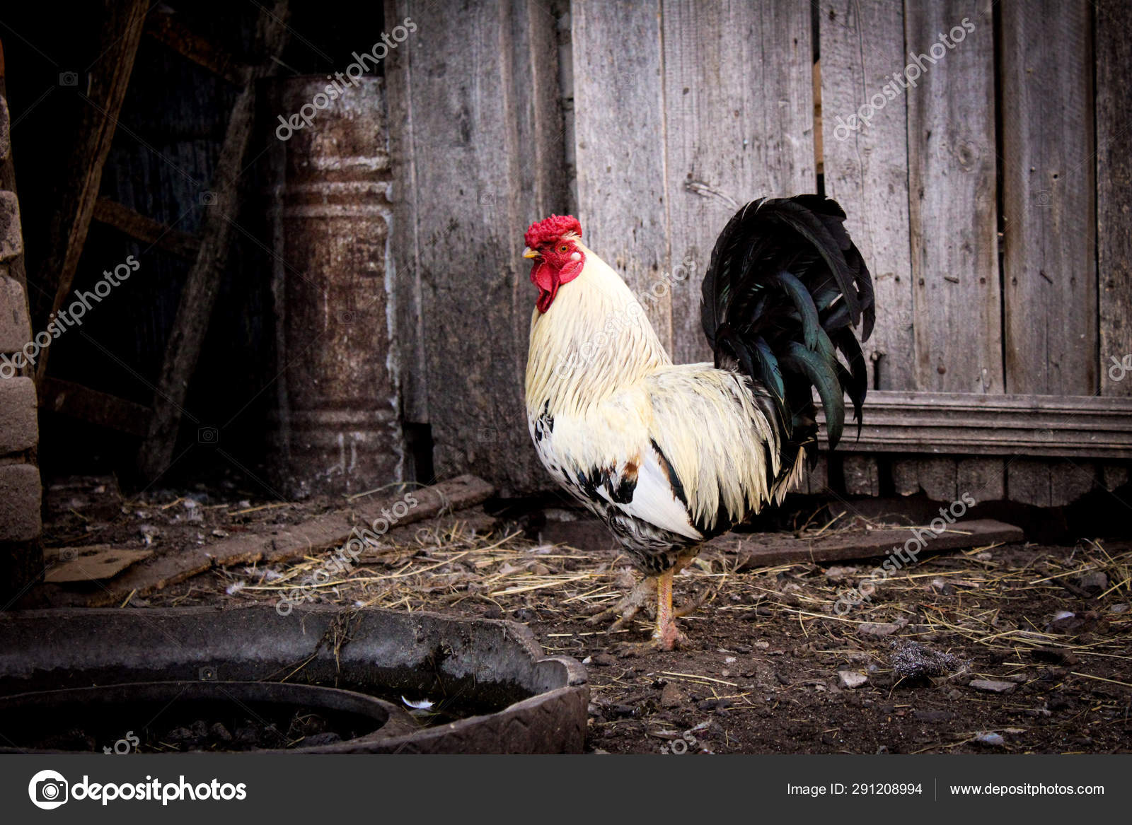 Beautiful Rooster Yard Village House Photo Rooster Bird Beautiful Bright  Stock Photo by ©elenabond 291208994