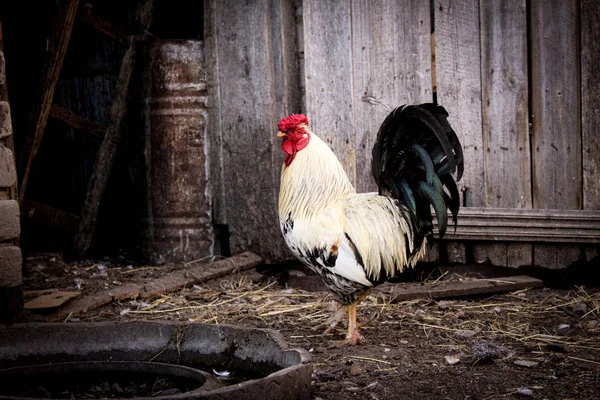 bir köy evinin bahçesinde güzel horoz / fotoğraf horoz.kuş güzel ve parlak.beyaz tüylerin vücut, yeşil bir parlaklık ile büyük bir siyah kuyruk. Başında kırmızı bir Cockerel ve bir sakal.evin bahçesinde.ahşap baraka.